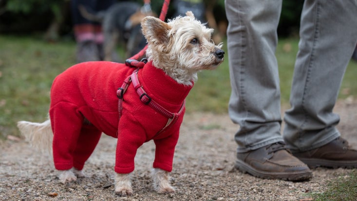 Christmas dogs at Standen